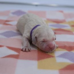 Purple Female - Light golden female Golden Retriever puppy in Lakewood, California from Cloud Nine Kennel