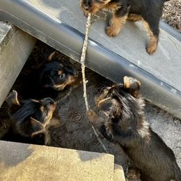 Australian Terrier Puppies from Firewalker Australian Terriers
