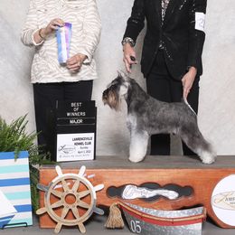 Hank - Miniature Schnauzer