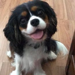 Cavalier King Charles Spaniels from Victory Spaniels