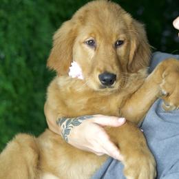 Daisy - Red  female Goldendoodle puppy in Brandon, Florida from Murphys Doodles