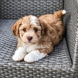 Boy 2 - Red sable male Havanese puppy in Kinston, North Carolina from Colhaven Havanese