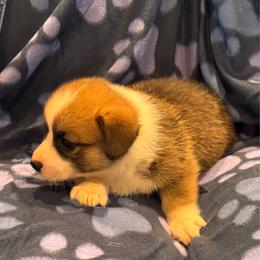 Sable female 1 - female Pembroke Welsh Corgi puppy in Weatherford, Texas from Flyin H Corgi’s