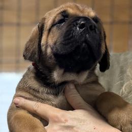 Hot Pink - Fawn female Cane Corso puppy in Paris, Texas from Knucklehead Cane Corso