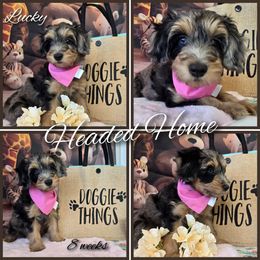Lucky - Blue merle female Aussiedoodle puppy in Prescott Valley, Arizona from Ramirez Family Doodles