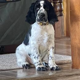 English Springer Spaniel Puppies from vom King-Charles