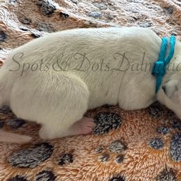 Light Blue - White and black male Dalmatian puppy in Jacksonville, North Carolina from Spots and Dots Dalmatians