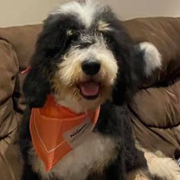 Bernedoodles, Goldendoodles, and Poodles from Mimi’s Doodles & Poodles