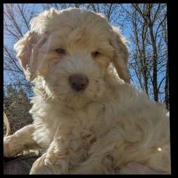 Cavapoo and Goldendoodle Puppies from Daisy's Doodle Den