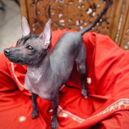 Jamaica (Ha-my-ka) - Gray female Xoloitzcuintli puppy in Sunnyside, Washington from Xolos Jazmin