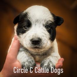 Boy 5 - Blue male Australian Cattle Dog puppy in Blackfoot, Idaho from Circle C Australian Cattle Dogs