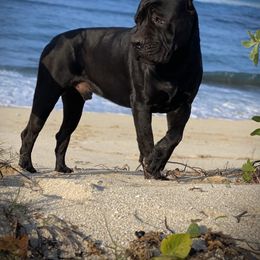 Cane Corso All Grown Up from Diamond Cut Kennels, Hawaii