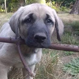 Anatolian Shepherd Dogs from Grindy Family Farm of Ebey Mountain
