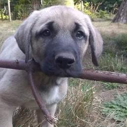 Anatolian Shepherd Dogs from Grindy Family Farm of Ebey Mountain