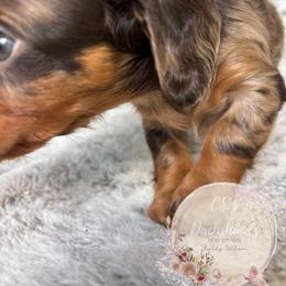 Dachshund Puppies from CSW Dachshunds