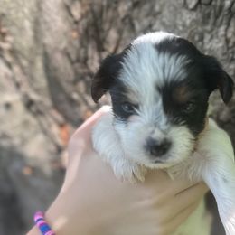 Yorkshire Terriers from Lauren's Yorkshire Terriers