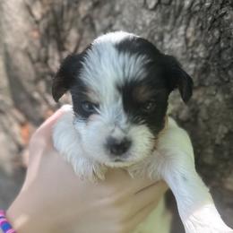 Yorkshire Terriers from Lauren's Yorkshire Terriers