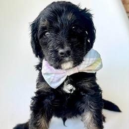 Anchor - Phantom male Bernedoodle puppy in Pulaski, Tennessee from Doodle My Heart
