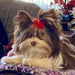 Yorkshire Terriers from Pam's Yorkies