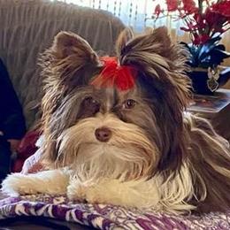 Yorkshire Terriers from Pam's Yorkies