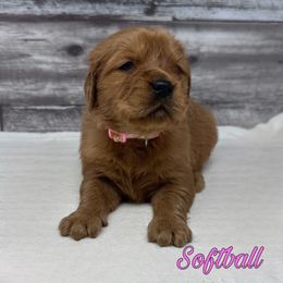Golden Retriever Puppies from Holly Hill Kennels