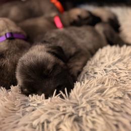 Charm - Brindle male Irish Wolfhound puppy in Uintah County, Utah from Bingo's Wolfhounds, Lollipop Pomskies