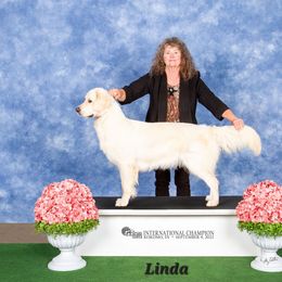Linda - Golden Retriever