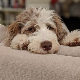 Aussiedoodles, Bernedoodles, Double Doodles, Goldendoodles, Poodles, and Sheepadoodles from Sunny Doodles