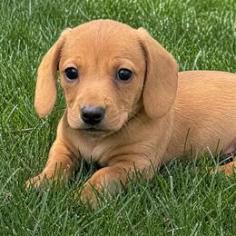 Romeo - Red male Dachshund puppy in Salem, Oregon from Longdox Mini Dachshunds