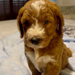 Romeo - Red  male Goldendoodle puppy in Orlando, Florida from Island Doodle Co. - Goldendoodles Raised with Love