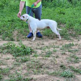 American Bulldog puppies from Bloody Creek Kennels