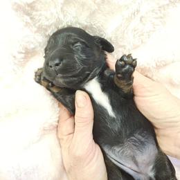 G2 - Black and tan female Dachshund puppy in Austin, Texas from Glorious Minis