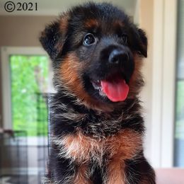 German Shepherd Puppies from Crannog Working K9 LLC