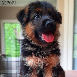German Shepherd Puppies from Crannog Working K9 LLC