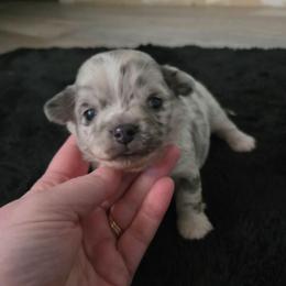 Jason - Merle male Chihuahua puppy in Ashtabula, Ohio from Paw's & Awe's Chihuahuas