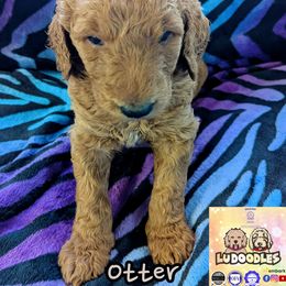 Otter - Apricot female Goldendoodle puppy in Santa Cruz, California from Lu Doodles