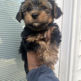 Rex 1500 - Black and tan male Yorkshire Terrier puppy in Gastonia, North Carolina from Dynasty Kennel