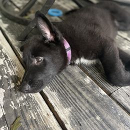 German Shepherd Puppies from Nosey Shepherds