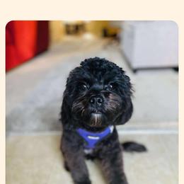 Cavapoo All Grown Up from Carolina Canines