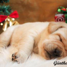 Labrador Retriever Puppies from Günther Labradors