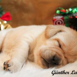 Labrador Retriever Puppies from Günther Labradors