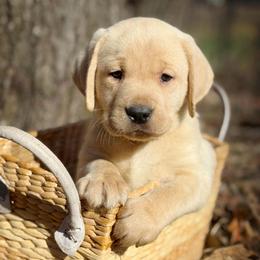 Pippin - Yellow male Labrador Retriever puppy in Isle, Minnesota from Dog Ear Outfitters