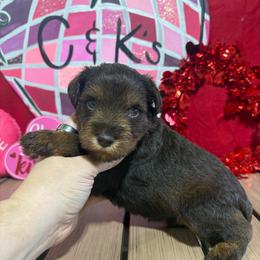 Sully - Liver male Miniature Schnauzer puppy in Lufkin, Texas from C&K’s Schnauzer House