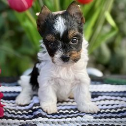 Girl 2 - Black tan and white female Biewer Terrier puppy in Lathrop, California from Forever Charmed