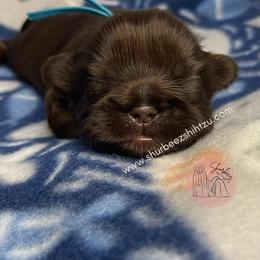Shih Tzu Puppies from Shurbeez Shih Tzu