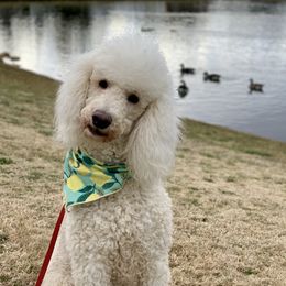 Piper - Poodle