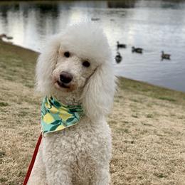 Piper - Poodle