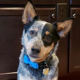 Australian Cattle Dogs and Northern Inuit Dogs from Ivy Heelers