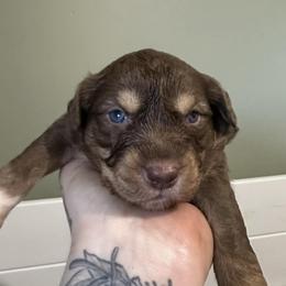 Monkey - Red tri-color female Australian Shepherd puppy in London, Kentucky from Kenmont Kennels
