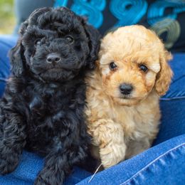 Poodle Puppies from Northwest pets Poodles